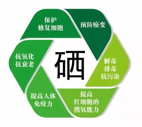 【22度巢】揭秘“硒”的奥秘，药食同源的健康守护者！